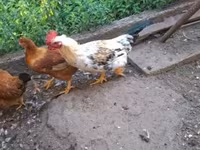 Chickens — foto 4