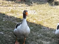 Geese — عکس 3