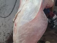 Bagge, Adal sheep — foto 8