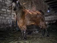 Ямааны ухна, Kamori goats — 3 зураг