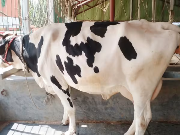 Sapi, Holstein breed — Bangladesh