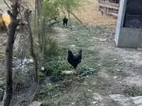 Chickens — รูปภาพ 4