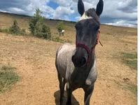 Hingst, Heste — foto 1