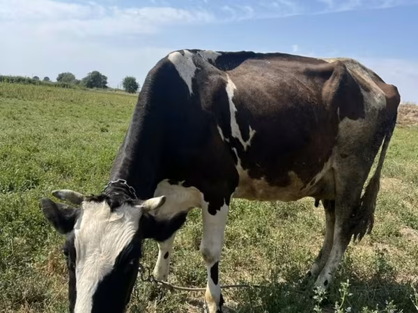 গাভী, Russian Black pied cattle