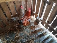 Chickens — 2-rasm