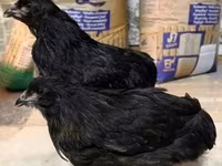 Araucana — Foto 4