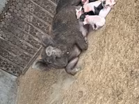 মাদি শূকর, শূকর — ছবি 2