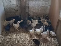 Chickens — ảnh 3