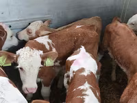 گاو نر, Simmental cattle — عکس 2