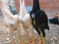 Chickens — عکس 2
