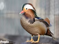 Ducks — عکس 2