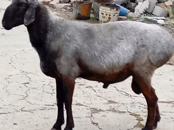 Ram, Sheep