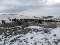 Ram, Edilbay sheep — foto 3