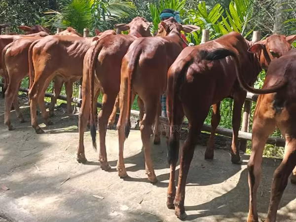 Vache, Buffle — Bangladesh