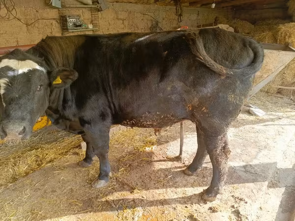 Buğa, Swiss cattle