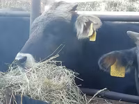 Banteng, Cattle — foto 3