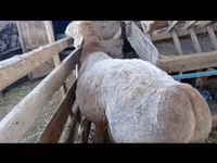 Vædder, Arashan sheep — foto 1