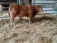 Stier, Limousin koe — foto 8