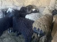 የጎትት አውራ በግ, Sheep — ፎቶ 3