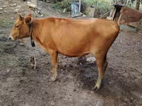 گاو ماده, گاو — عکس 3