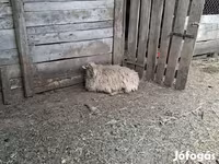 Owca, Racka sheep — zdjęcie 2