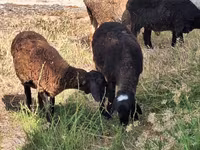 Montone, Pecore — foto 1