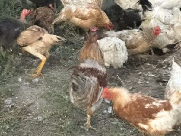 Chickens