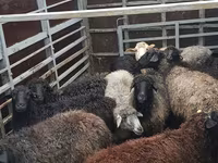 Sheep, Sheep — photo 2
