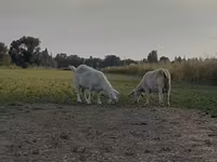Cabras (lote, sexo no especificado), Nubian Goat — foto 8