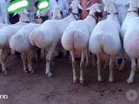 Ram, Schapen — foto 2