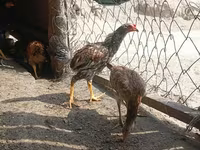 Chickens — ፎቶ 8
