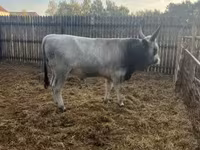Lembu jantan, Hungarian Grey breed — foto 6