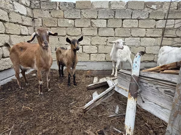 بکری, Saanen goat