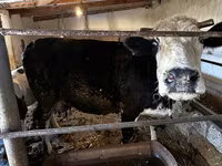 گاو ماده, Simmental cattle — عکس 1