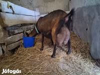 گاو ماده, گاو — عکس 2