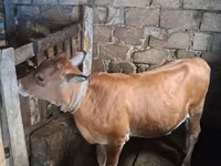 گاو ماده, گاو — عکس 4