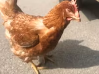 Chickens — zdjęcie 2