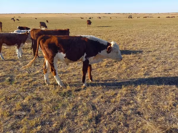 Toro, Mucca kazaka a testa bianca