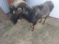 ወንድ ፍየል, Goats — ፎቶ 3