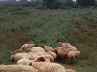 Moutons (lot, sexe non indiqué), Moutons — photo 2