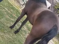 Бие, Dutch warmblood horse — 2-сурет