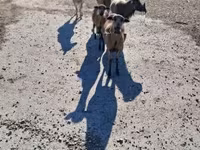 Хонь, Cameroon sheep — 1 зураг