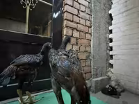 Chickens — foto 4
