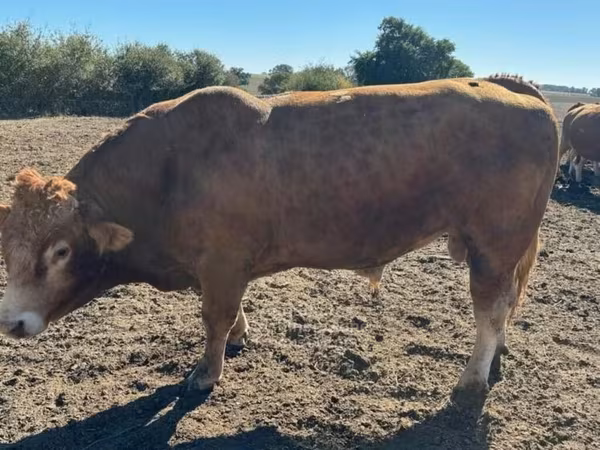 ወንድ በሬ, Limousin cow
