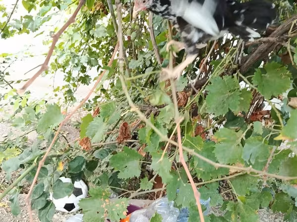 آنکونا