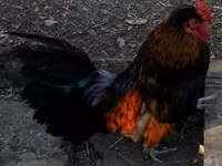 Chickens — الصورة 2