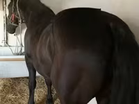 اسب نر, Nonius horse — عکس 8
