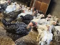Chickens — รูปภาพ 5