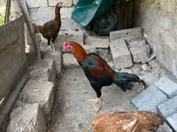 Chickens — عکس 7