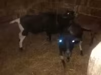 Biri-biri (lot, jantina tidak dinyatakan), Sheep — foto 2